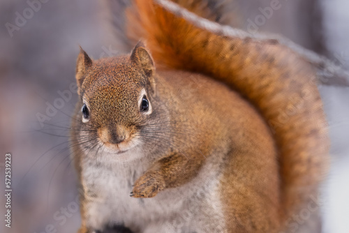 Red Squirrel Resting