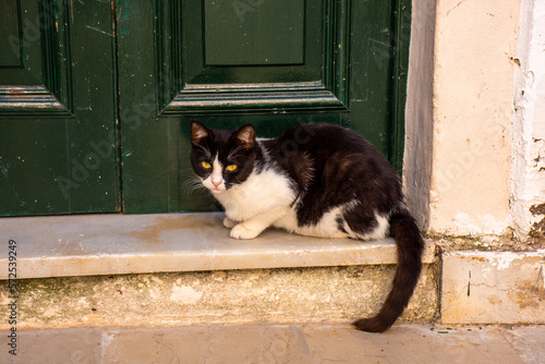 cute cat on the stone waterfront next to the Vlacherna Monastery in Corfu, Greece