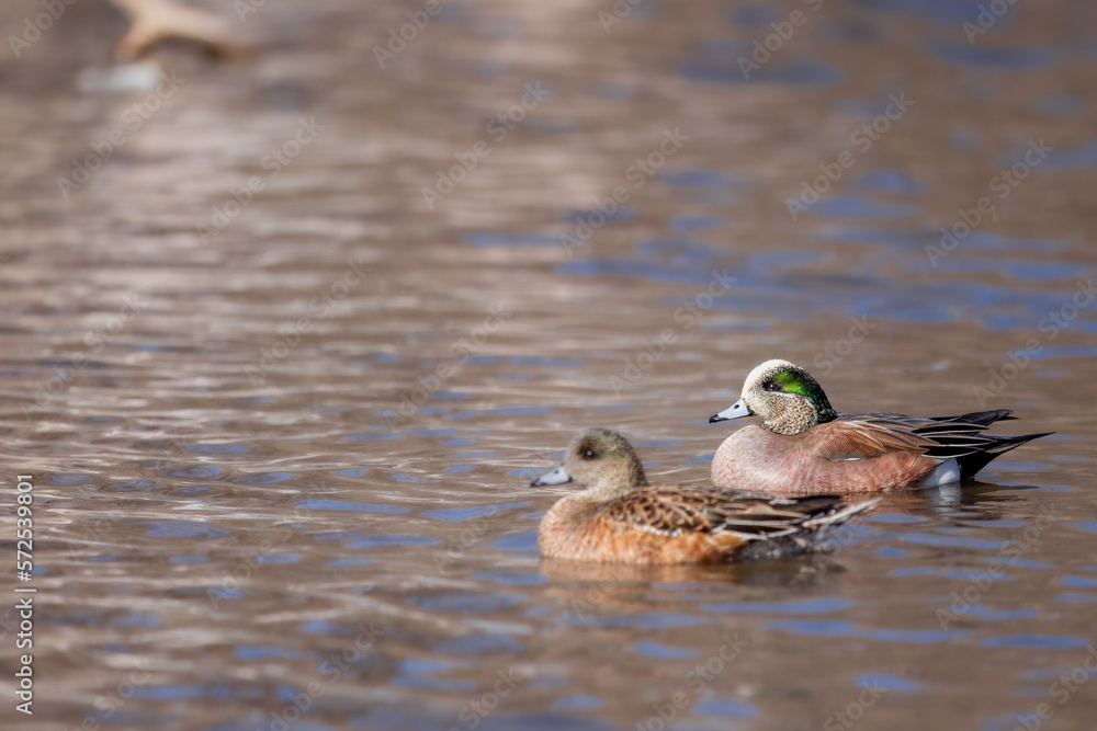 American Widgeon Pair on the Water 2 American Widgeon Pair on the Water 2