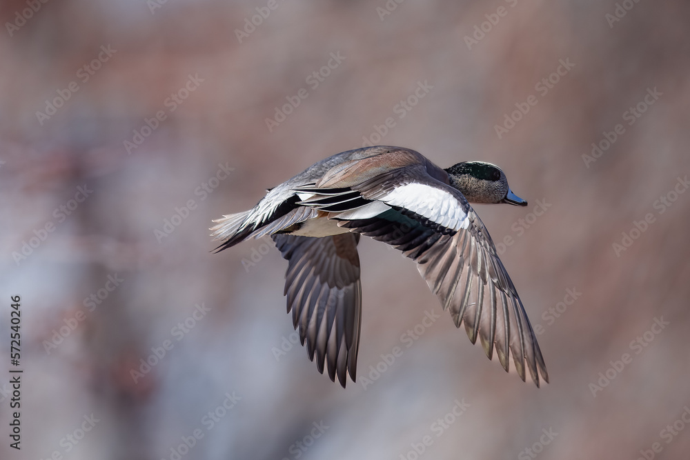 Obraz premium American Widgeon in Flight