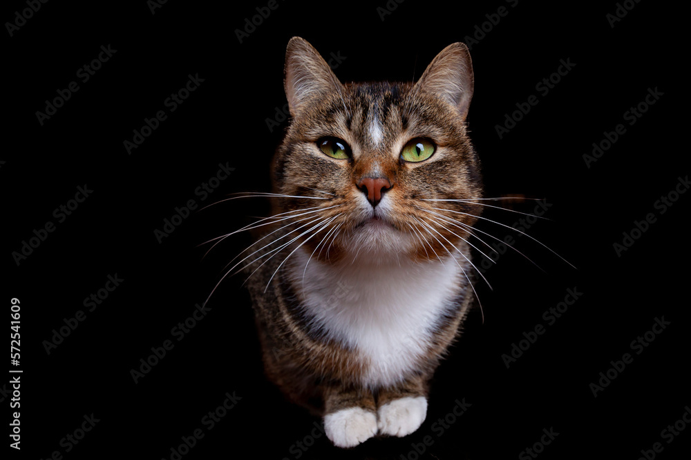 Close-up of a tabby cat on a black background