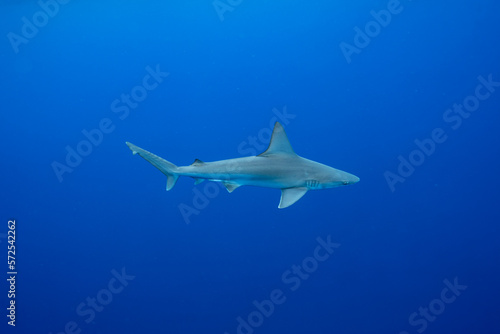 Lateral View of a Sandbar Shark in Open Water