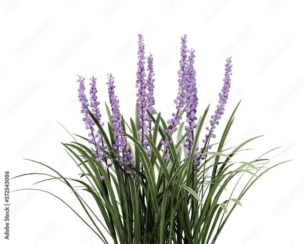 Fototapeta premium Lavender flowers on transparant background, 3d render illustration.