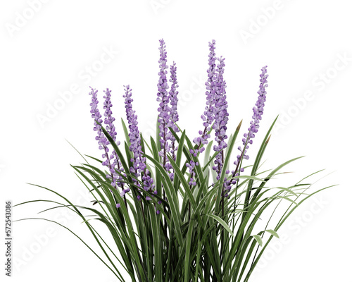 Lavender flowers on transparant background, 3d render illustration.