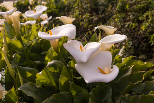 Beautiful Calla lilies on the ocean coast in the Garrapata State Park in California photo