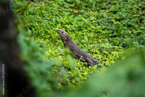 Iguana - probably a black spiny tailed iguana (ctenosaura similis) -  amidst the green grass. Photographed in Panama Viejo, Panama CIty. © Patricia Hikari