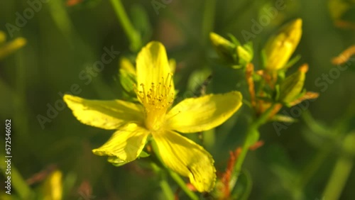 Southern Urals, blooming St. John's wort (Hypericum perforatum) in the meadow. photo