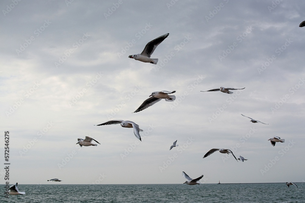Flying birds in the morning sky against the backdrop of the blue sky with white clouds