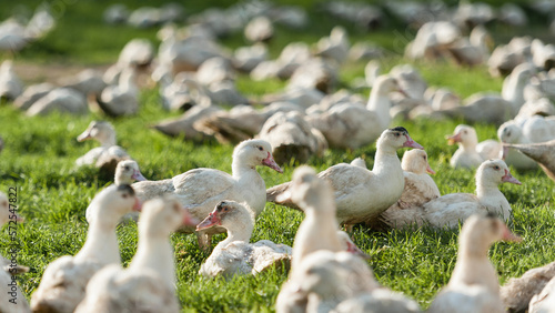 élevage de canard en plein air en Normandie © marc-chazelle