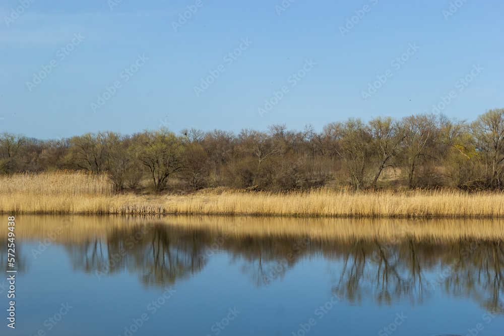 Panoramic view of the blue forest lake river at sunset. Soft sunlight, clear sky, reflections on water. Golden bulrush. Early spring. Idyllic landscape. Nature, environment, ecology, ecotourism