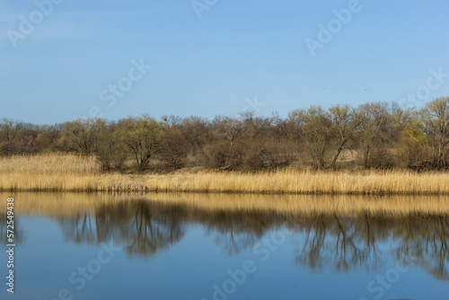 Panoramic view of the blue forest lake river at sunset. Soft sunlight, clear sky, reflections on water. Golden bulrush. Early spring. Idyllic landscape. Nature, environment, ecology, ecotourism