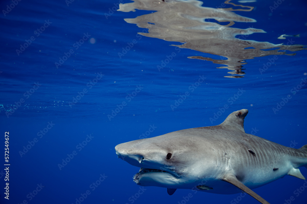 Roxy the Tiger Shark in North Shore Side View Stock Photo | Adobe Stock