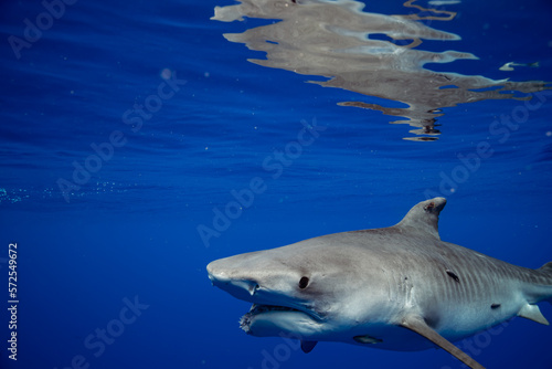 Roxy the Tiger Shark in North Shore Side View