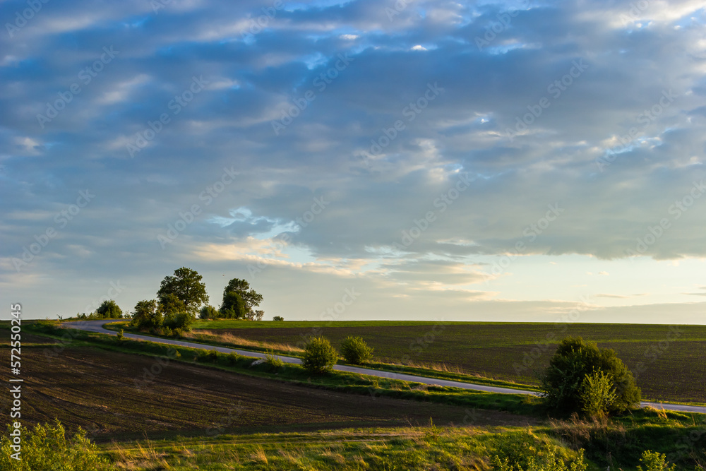 Fototapeta premium an empty road going forward between a green and plowed field with trees on the side in spring. Sunset