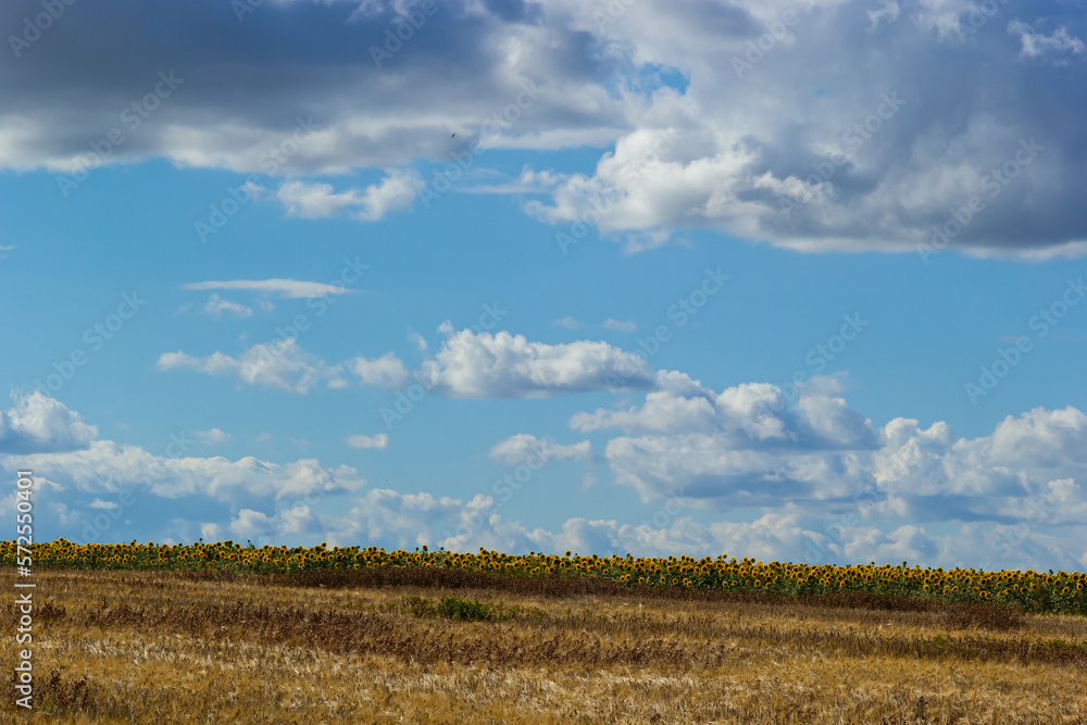 Panorama Landscape Of Sunflower fields And blue Sky clouds Background.Sunflower fields landscapes on a bright sunny day with patterns formed in natural background Panorama Landscape Of Sunflower fields And blue Sky clouds Background.Sunflower fields landscapes on a bright sunny day with patterns formed in natural background