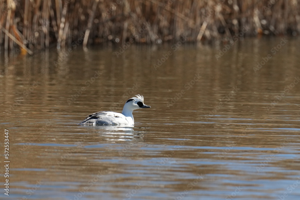 smew in a pond smew in a pond