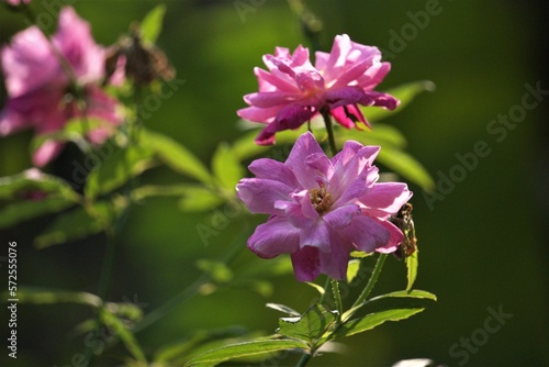 close up of pink flower © Hridayajit