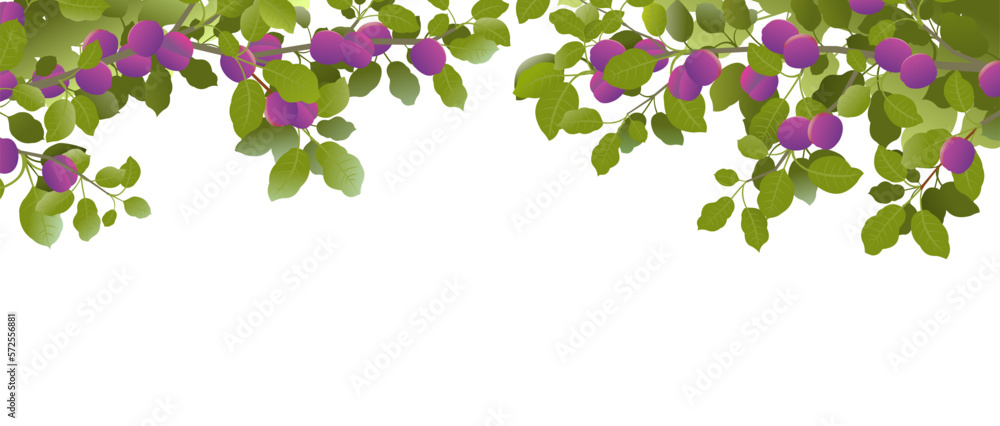Tree branches plum with ripe fruits on top of picture frame. Garden plant with edible harvest. Branch with foliage and leaves. Isolated on white background. Vector Tree branches plum with ripe fruits on top of picture frame. Garden plant with edible harvest. Branch with foliage and leaves. Isolated on white background. Vector