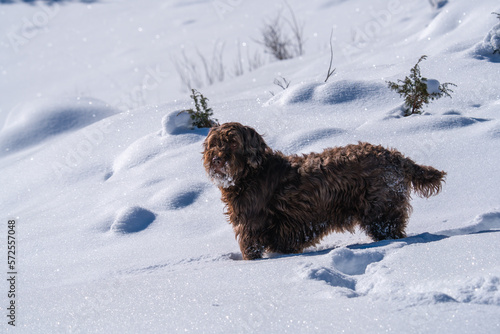 snow walking with the dog, a pudelpointer a hunting dog, on the mountains at a sunny winter day