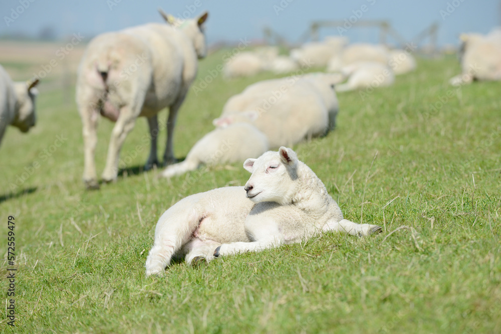 flock of sheep on the dike. lamb lies on the pasture. flock of sheep on the dike. lamb lies on the pasture.