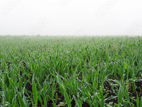 Wheat seedlings in the field close-up, growing a grain crop