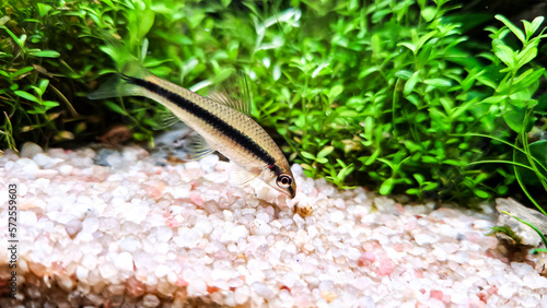 The Siamese Algae-eater (Crossocheilus siamensis) eating algae from the moss. Flock of fish Costae Tetra (Moenkhausia costaea) in the plant home aquarium with aquarium moss.
