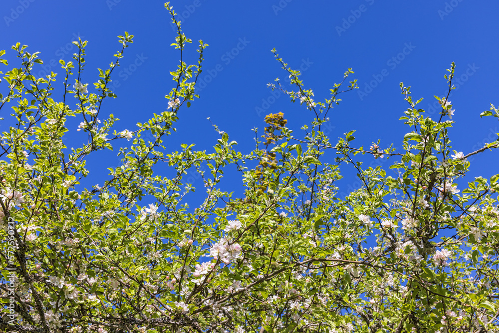 Flowering Apple tree at springtime Flowering Apple tree at springtime