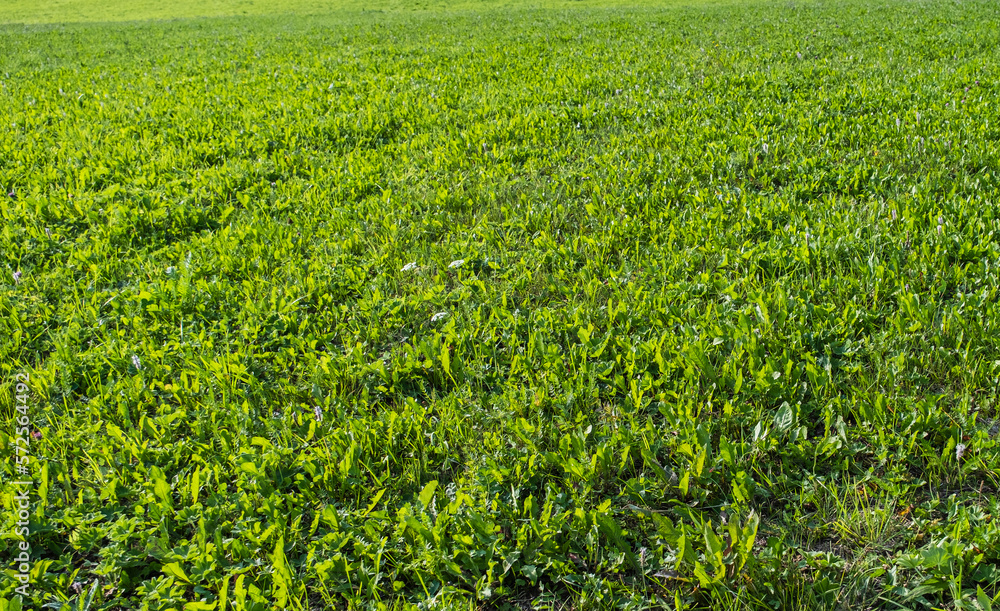 Green grass in summer Green grass in summer