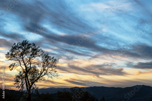 Tree at spectacular sunset in a mountains. Horizon panorama with a dramatic twilight cloudy sky.