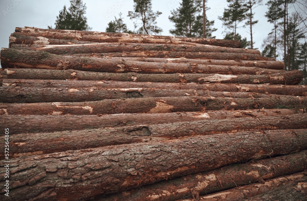 Log trunks pile, the logging timber wood industry. Forest pine and spruce trees. Log trunks pile, the logging timber wood industry. Forest pine and spruce trees.