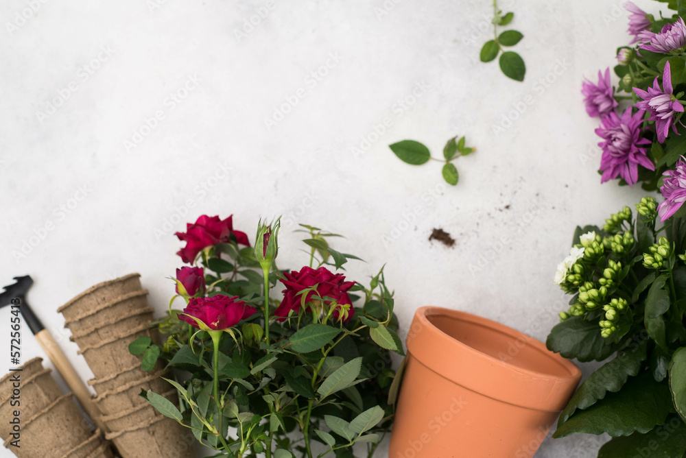 Spring gardening with blooming red rose and chrysanthemum flowers in pots for planting top view on gray background. Womans hobby of growing houseplants concept. Spring gardening with blooming red rose and chrysanthemum flowers in pots for planting top view on gray background. Womans hobby of growing houseplants concept.