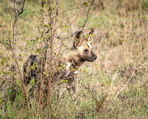 African Wild Dogs  Lycaon Pictus  in Kruger National Park  South Africa