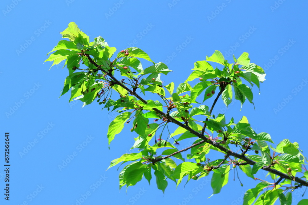 Obraz premium 緑萌える