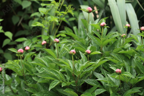 Peony buds in spring in the garden