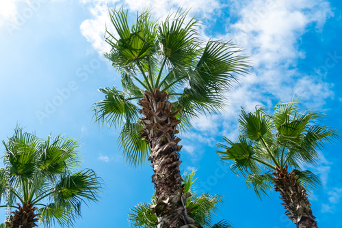 Three beautiful fluffy green palm trees against a blue sky with clouds on a sunny day. Beautiful bright, colorful background with palm trees