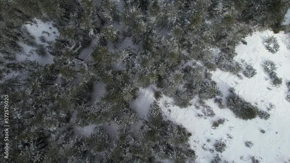 Forest with coniferous trees covered by snow in winter, white mountain landscape, top down view Forest with coniferous trees covered by snow in winter, white mountain landscape, top down view
