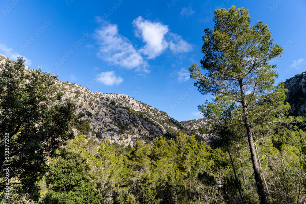 Mediterranean undergrowth vegetation in Coma dels Cairats, Son Moragues public estate, Valldemossa, Majorca, Balearic Islands, Spain