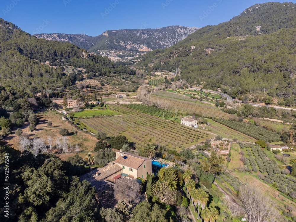Son Brondo olive grove, typical Mallorcan variety, Valldemossa, Majorca, Balearic Islands, Spain