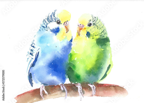 Budgie parakeet birds  on the tree branch, blue and green watercolor, isolated on white background.
