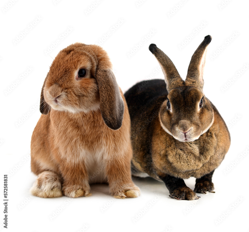 rabbit isolated on a white background rabbit isolated on a white background