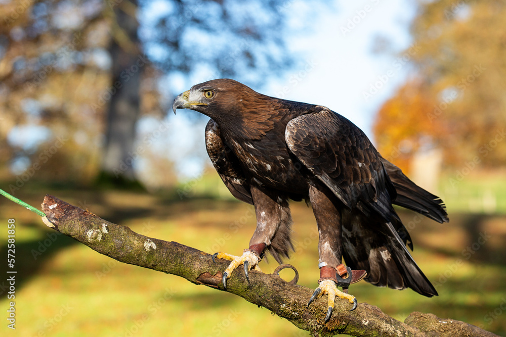 Fototapeta premium Golden Eagle (Aquila chrysaetos) full body on a branch