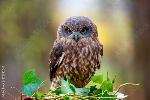 Southern boobook owl (Ninox boobook) photo