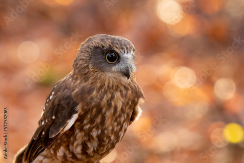 Southern boobook owl (Ninox boobook)