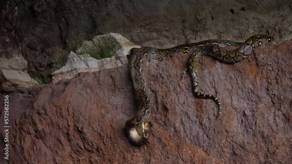 Close-up of a python lying on a rock of dark cave eating a little ...