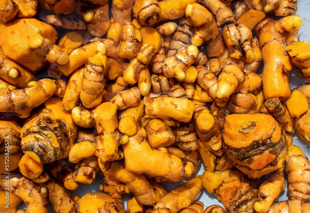 Organic Turmeric Roots with Selective Focus in Sun for Seasoning Organic Turmeric Roots with Selective Focus in Sun for Seasoning