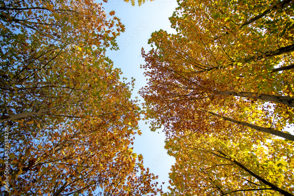 Autumn, tall trees, blue sky Autumn, tall trees, blue sky