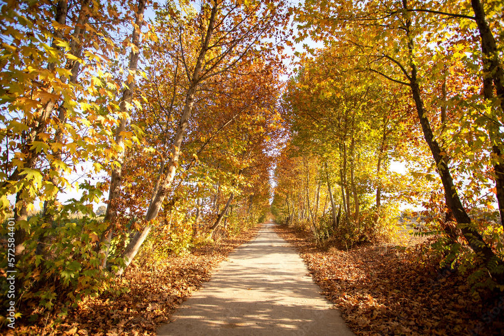 Path on an autumn background