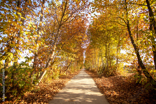 Path on an autumn background