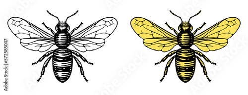 Illustration of a two Honey Bees in a vintage woodcut style. 
