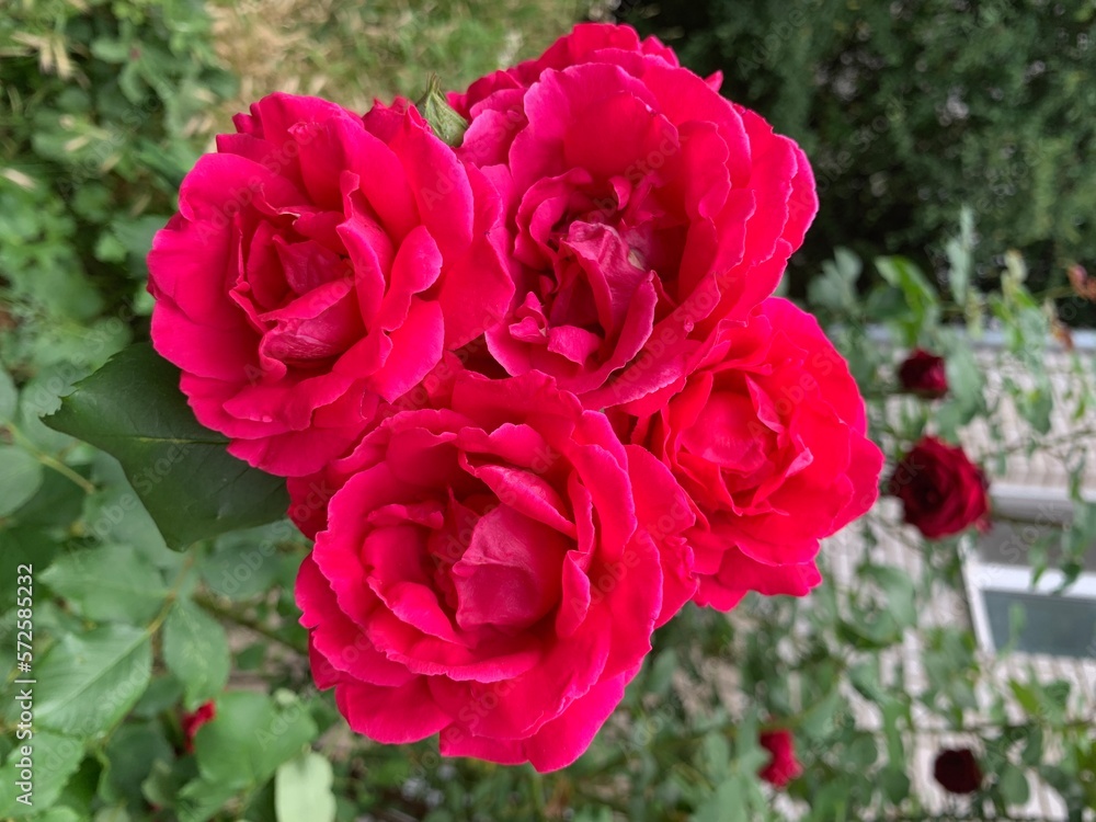 Garden red rose. Bush of fragrant roses outdoors. Image of beautiful nature Garden red rose. Bush of fragrant roses outdoors. Image of beautiful nature
